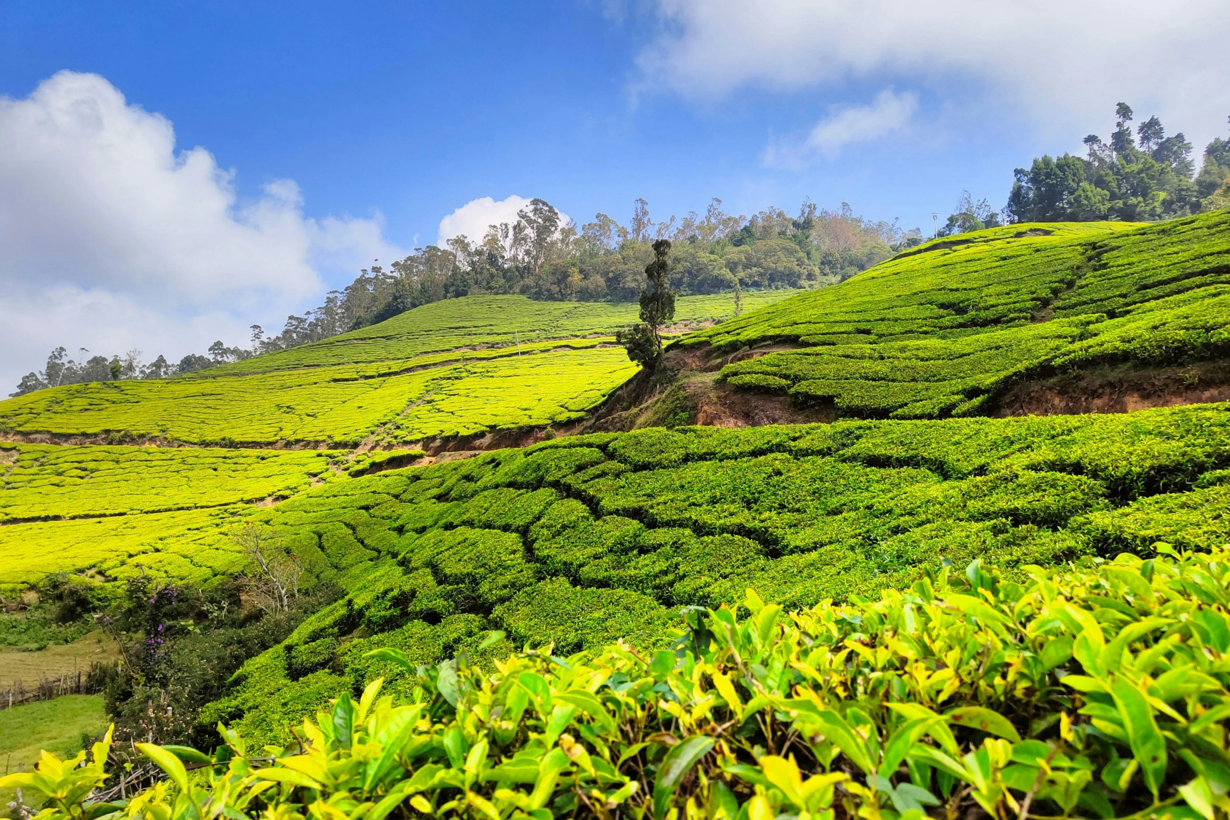 Munnar Sightseeing Taxi - Best Cabs for Tour Packages